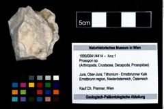 Foto (Objekt + Etikett) von Prosopon sp.  (NHMW-GEO-1990-0041-4414)